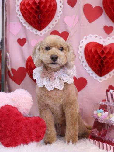 20240220アルトくん